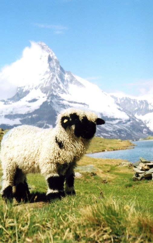 Zermatt Stellisee sheep